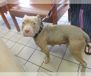 American Pit Bull Terrier Dogs for adoption in Ocala, FL, USA