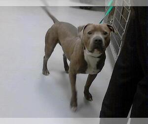 American Pit Bull Terrier Dogs for adoption in Fayetteville, NC, USA