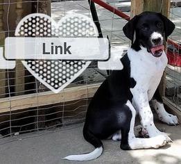 Medium Photo #1 Border Collie-Unknown Mix Puppy For Sale in Kansas City, MO, USA