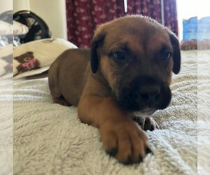 Rottweiler-Unknown Mix Dogs for adoption in Lakewood, CO, USA