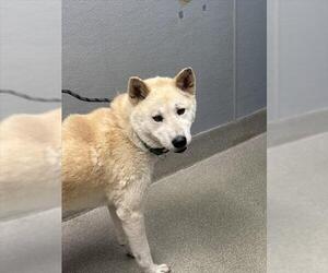 Siberian Husky-Unknown Mix Dogs for adoption in Las Vegas, NV, USA