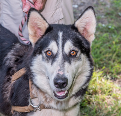 Alaskan Husky-Unknown Mix Dogs for adoption in Clarkesville, GA, USA