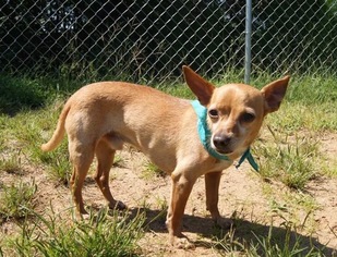 Chihuahua Dogs for adoption in Winder, GA, USA