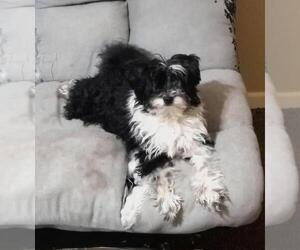 Shih Tzu-Unknown Mix Dogs for adoption in Elmsford, NY, USA