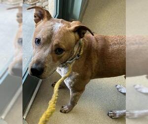 Staffordshire Bull Terrier-Unknown Mix Dogs for adoption in Newton, NC, USA