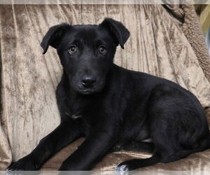 German Shepherd Dog-Unknown Mix Dogs for adoption in Minneapolis, MN, USA