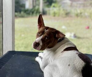 Mutt Dogs for adoption in Mount Pleasant, SC, USA