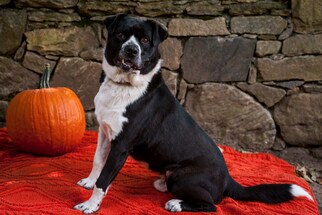 Small American Staffordshire Terrier-Border Collie Mix