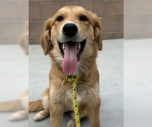 Border Collie Dogs for adoption in Salinas, CA, USA