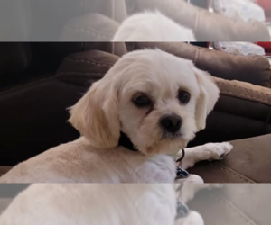 Maltese-Unknown Mix Dogs for adoption in Plymouth, MN, USA