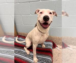 American Pit Bull Terrier-Unknown Mix Dogs for adoption in Brighton, CO, USA
