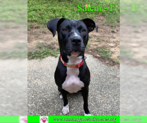 Staffordshire Bull Terrier Dogs for adoption in Pensacola, FL, USA
