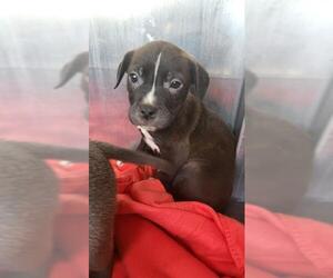 Labrador Retriever-Unknown Mix Dogs for adoption in San Antonio, TX, USA