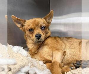 Chihuahua-Unknown Mix Dogs for adoption in San Antonio, TX, USA