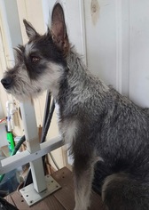 Medium Photo #1 Mutt Puppy For Sale in Arlington, WA, USA