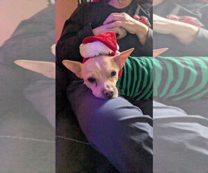Chiweenie Dogs for adoption in Oakhurst, NJ, USA