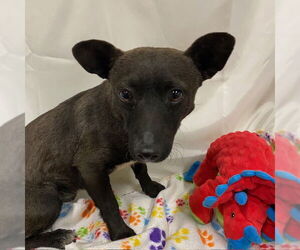 Chihuahua Dogs for adoption in Modesto, CA, USA