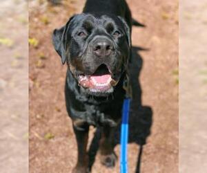 Rottweiler Dogs for adoption in Negaunee, MI, USA