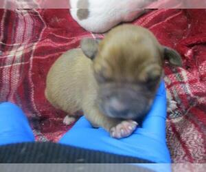 American Pit Bull Terrier-Unknown Mix Dogs for adoption in Oklahoma City, OK, USA