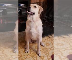 Mastador Dogs for adoption in Gibbstown, NJ, USA