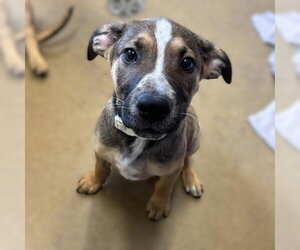 Labrador Retriever-Unknown Mix Dogs for adoption in San Antonio, TX, USA
