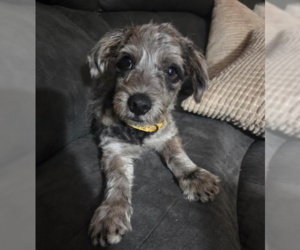 Mutt Dogs for adoption in Brooklyn Center, MN, USA