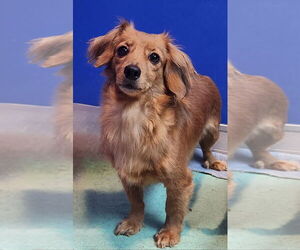 Dachshund Dogs for adoption in Walnutport, PA, USA