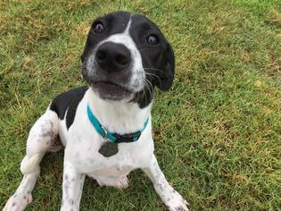 Lab-Pointer Dogs for adoption in Boerne, TX, USA