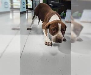 Mastiff-Staffordshire Bull Terrier Mix Dogs for adoption in Temple, TX, USA