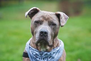 American Pit Bull Terrier Dogs for adoption in Bellevue, WA, USA
