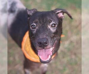 Mutt Dogs for adoption in San Antonio, TX, USA