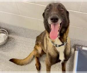 Mutt Dogs for adoption in Houston, TX, USA