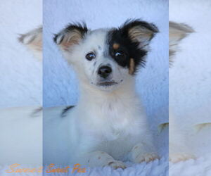 Chi-Corgi Dogs for adoption in Wakefield, RI, USA