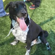 Pointer Dogs for adoption in Dallas, TX, USA