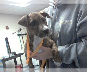 Plott Hound-Unknown Mix Dogs for adoption in Fayetteville, NC, USA