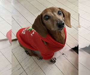 Dachshund Dogs for adoption in Monkton, MD, USA