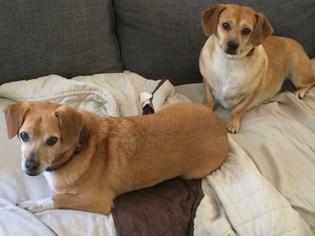 Beagle Dogs for adoption in Yakima, WA, USA