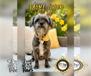 Brussels Griffon Dogs for adoption in Menifee, CA, USA