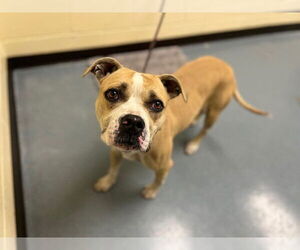 American Pit Bull Terrier Dogs for adoption in Denver, CO, USA