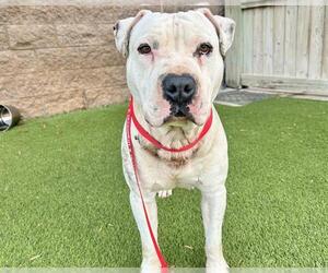 American Staffordshire Terrier Dogs for adoption in Raleigh, NC, USA