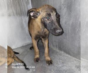 Mutt Dogs for adoption in San Antonio, TX, USA