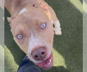 Mutt Dogs for adoption in Martinez, CA, USA