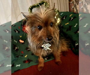 Mutt Dogs for adoption in Allentown,, PA, USA