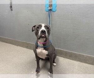 American Pit Bull Terrier-Unknown Mix Dogs for adoption in Las Vegas, NV, USA