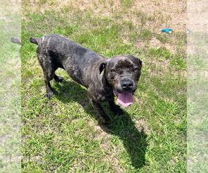 Medium Photo #1 Boxer Puppy For Sale in Bryant, AR, USA