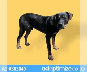 Shepweiller Dogs for adoption in Stockton, CA, USA