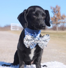 Dachshund Dogs for adoption in Carrollton, TX, USA