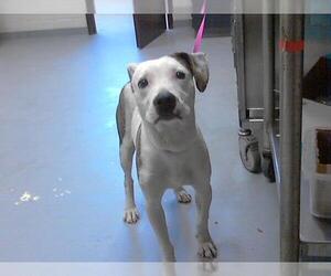 American Pit Bull Terrier-Unknown Mix Dogs for adoption in Fayetteville, NC, USA