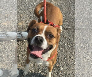 Boxer-Unknown Mix Dogs for adoption in Rockaway, NJ, USA