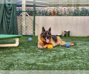 German Shepherd Dog Dogs for adoption in Pasadena, CA, USA